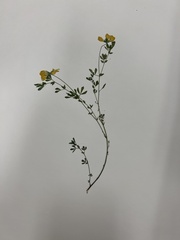 Lotus corniculatus
