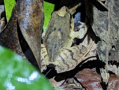 Platyplectrum fletcheri