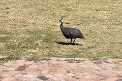 Numida meleagris coronatus