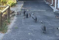 Numida meleagris coronatus