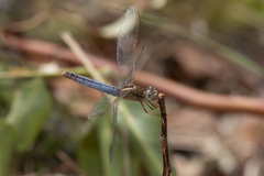 Crocothemis nigrifrons