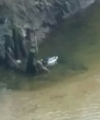 Anas platyrhynchos platyrhynchos