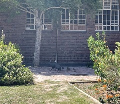 Numida meleagris coronatus