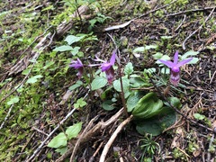 Calypso bulbosa occidentalis