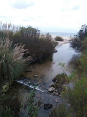 Anas platyrhynchos platyrhynchos