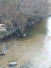 Anas platyrhynchos platyrhynchos