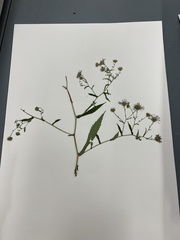 Symphyotrichum puniceum