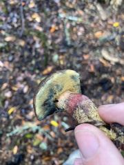 Xerocomellus mendocinensis