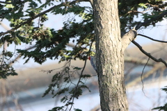 Melanerpes carolinus