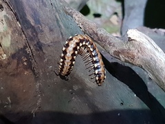 Nyssodesmus python