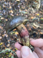 Xerocomellus mendocinensis