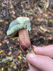 Xerocomellus mendocinensis