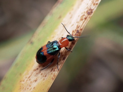 Dicranolaius bellulus