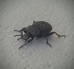 Scotobius pilularius