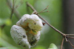 Exobasidium rhododendri