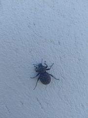 Scotobius pilularius