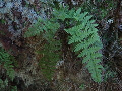 Dryopteris glabra pusilla