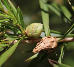 Cliffortia strobilifera