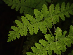 Dryopteris glabra pusilla