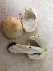 Agaricus auricolor
