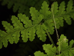 Dryopteris glabra pusilla