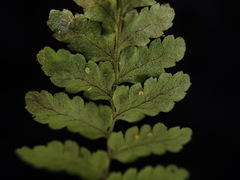 Dryopteris glabra pusilla
