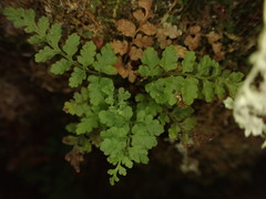 Dryopteris glabra pusilla