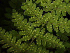 Dryopteris glabra pusilla