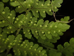 Dryopteris glabra pusilla