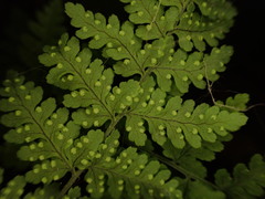 Dryopteris glabra pusilla