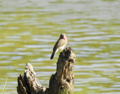 Lagonosticta nitidula