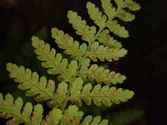 Dryopteris glabra pusilla