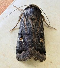 Proteuxoa tetronycha