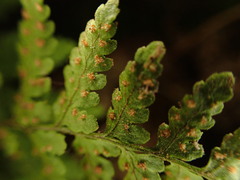 Dryopteris glabra pusilla