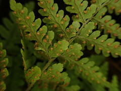 Dryopteris glabra pusilla