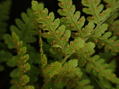 Dryopteris glabra pusilla