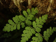 Dryopteris glabra pusilla