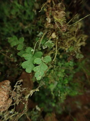 Dryopteris glabra pusilla