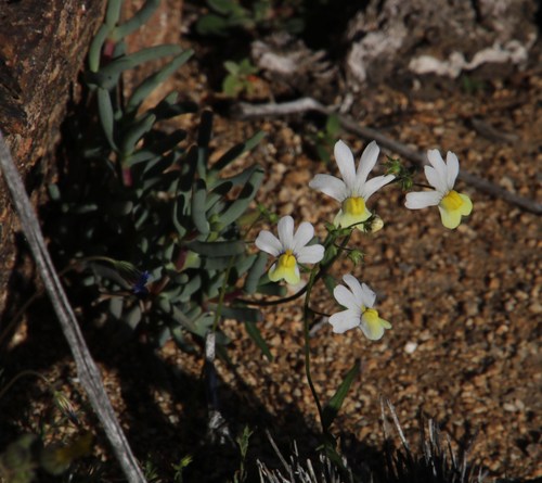 Image of Nemesia versicolor by (c) Tony Rebelo, some rights reserved (CC BY-SA)