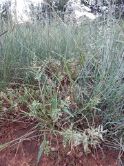 Poa