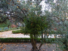 Viscum cruciatum