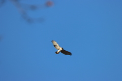 Buteo jamaicensis