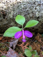 Polygaloides paucifolia