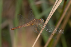 Crocothemis nigrifrons