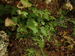 Dryopteris glabra pusilla