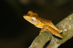 Polypedates otilophus