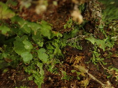Dryopteris glabra pusilla