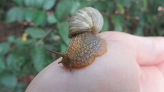 Plectostylus araucanus