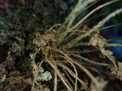 Dryopteris glabra pusilla