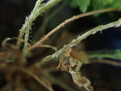 Dryopteris glabra pusilla